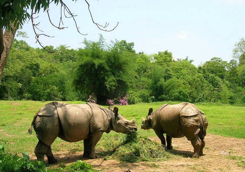Assam State Zoo cum Botanical Garden