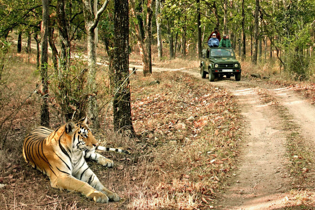 mp tourism bandhavgarh safari booking