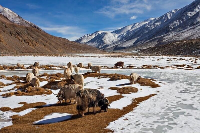 Changthang Wildlife Sanctuary, Ladakh