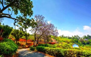 Coonoor-in-March