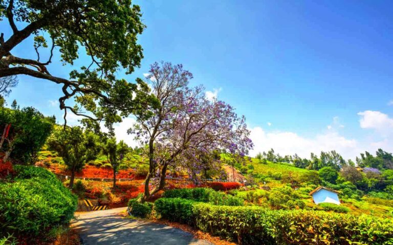 Coonoor-in-March