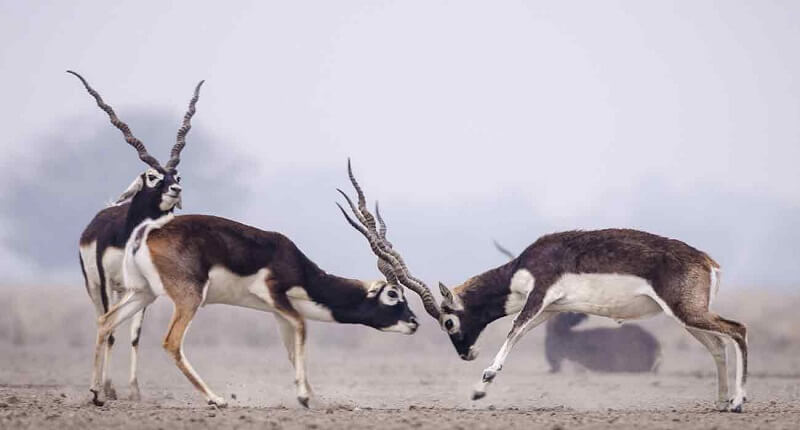 Gajner Wildlife Sanctuary, Bikaner, Rajasthan