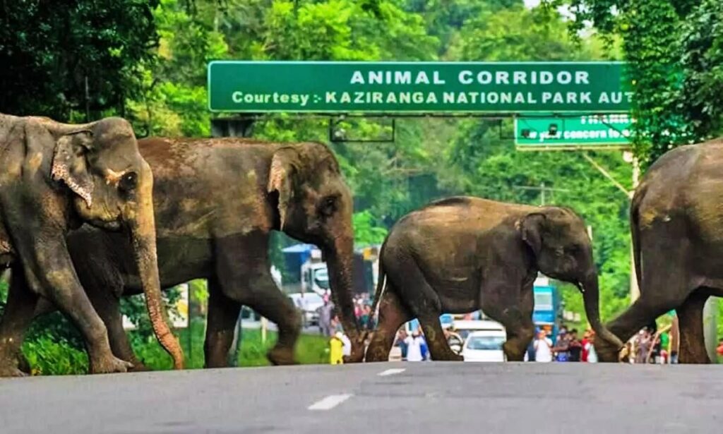 How to reach Kaziranga National Park The National Highway NH 37