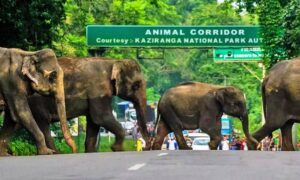 How to reach Kaziranga National Park The National Highway NH 37