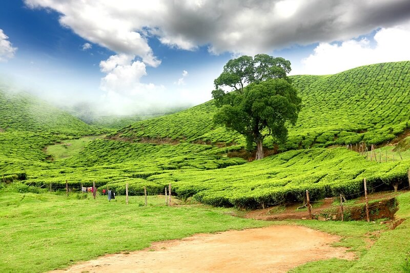 Kausani Tea Estate, Uttarakhand