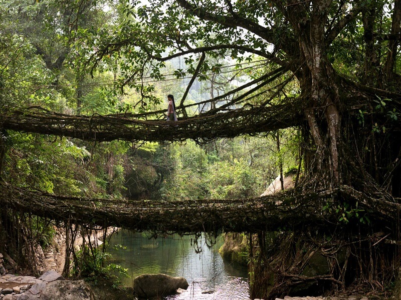 Root Bridge in Cherrapunji