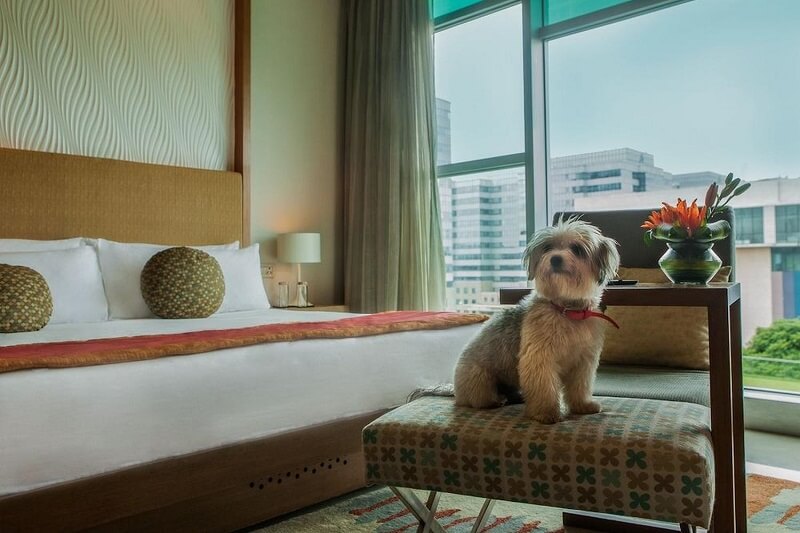 Vivanta by Taj, Bangalore, Pet-Friendly