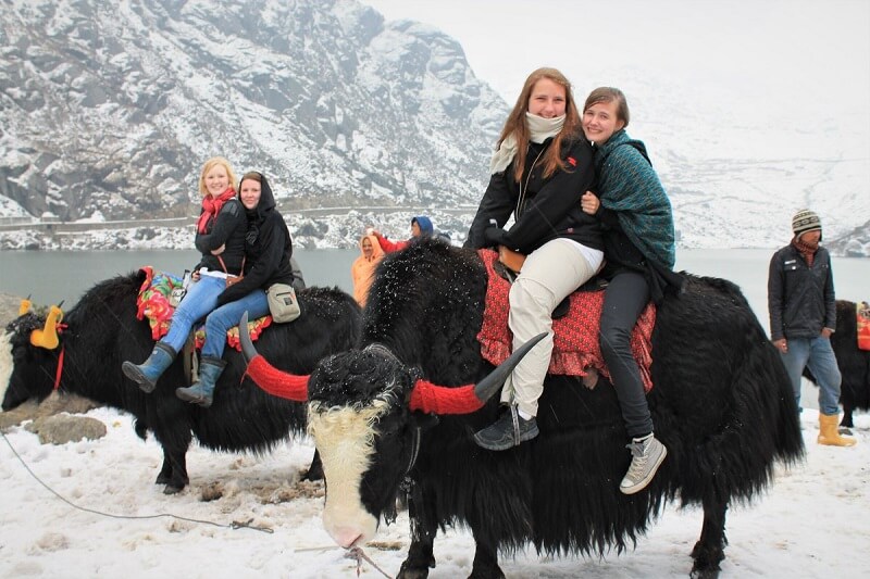 Yak Safari in Sikkim