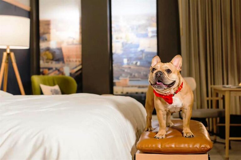 pet friendly hotel