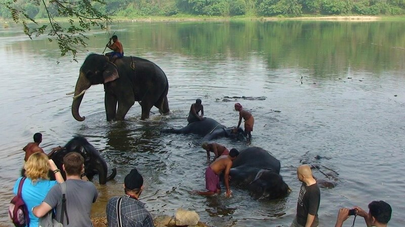 Elephant Training Center, Kodanad, Kochi, Kerala