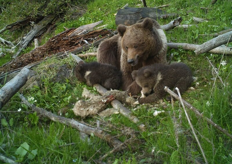 Hirpora Wildlife Sanctuary, Jammu and Kashmir