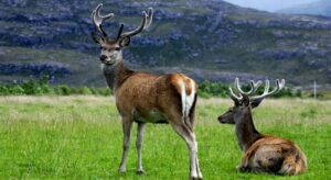 10 Best Wildlife Sanctuaries and National Parks in Jammu and Kashmir