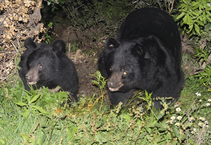 Kalatop Wildlife Sanctuary, Chamba, Himachal