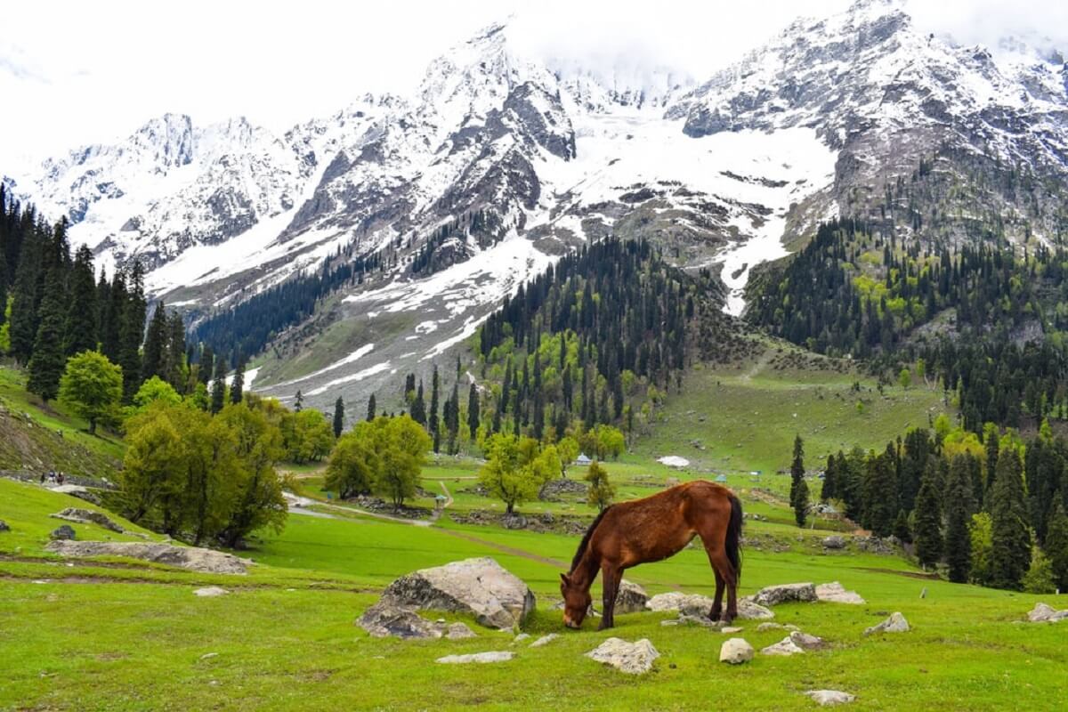 Kashmir In February 2025 In India Daisey Kendra