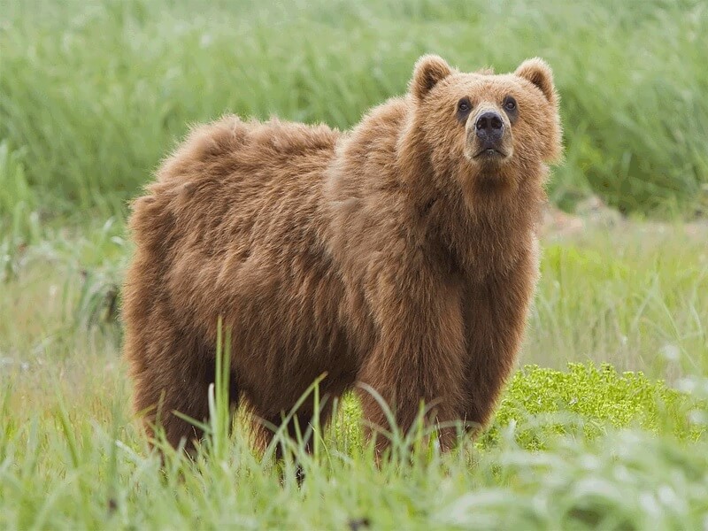 Kishtwar High Altitude National Park, Jammu and Kashmir
