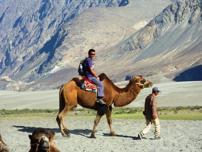 Ladakh Camel Safari