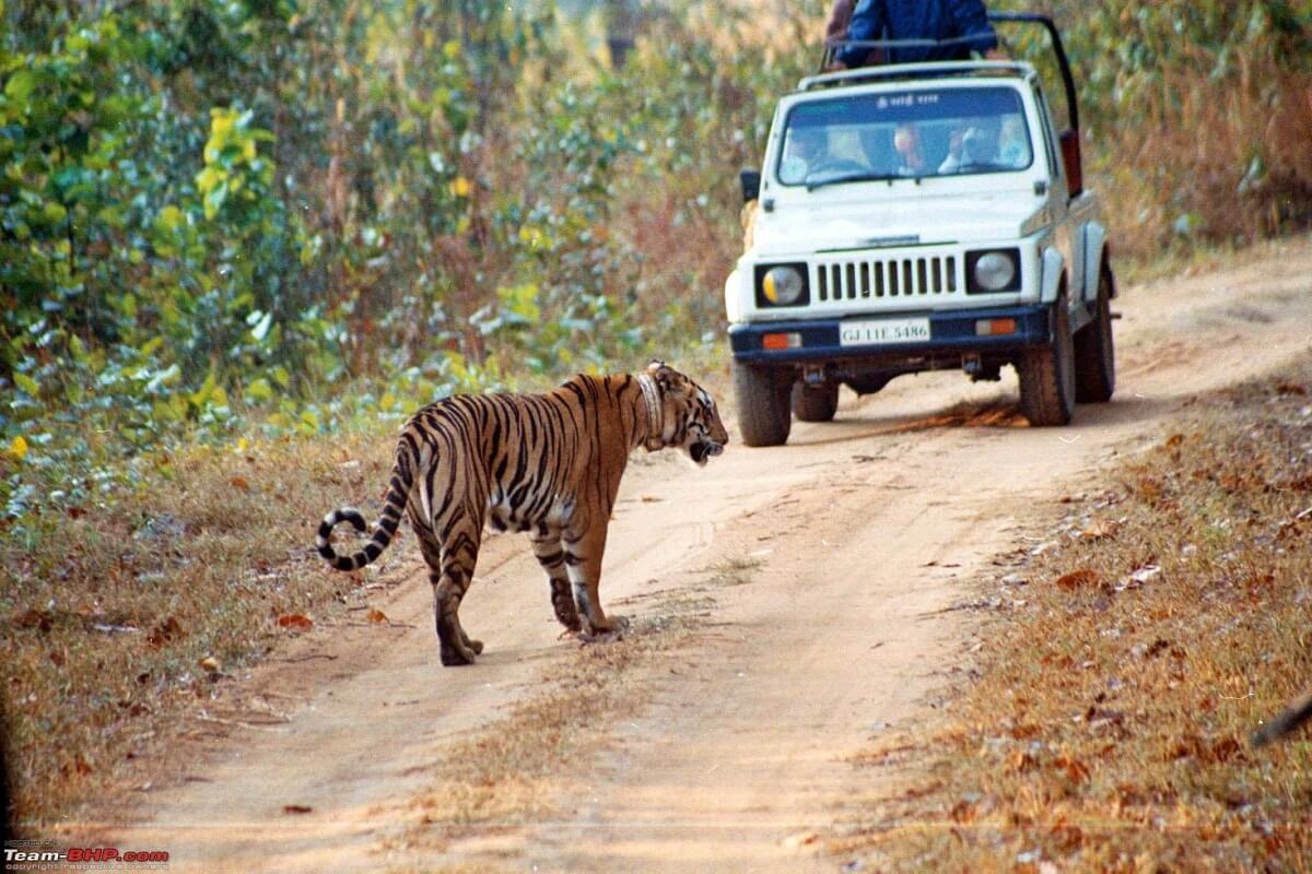 Manas Tiger Reserve, Assam