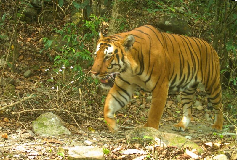 Royal Manas National Park, Bhutan