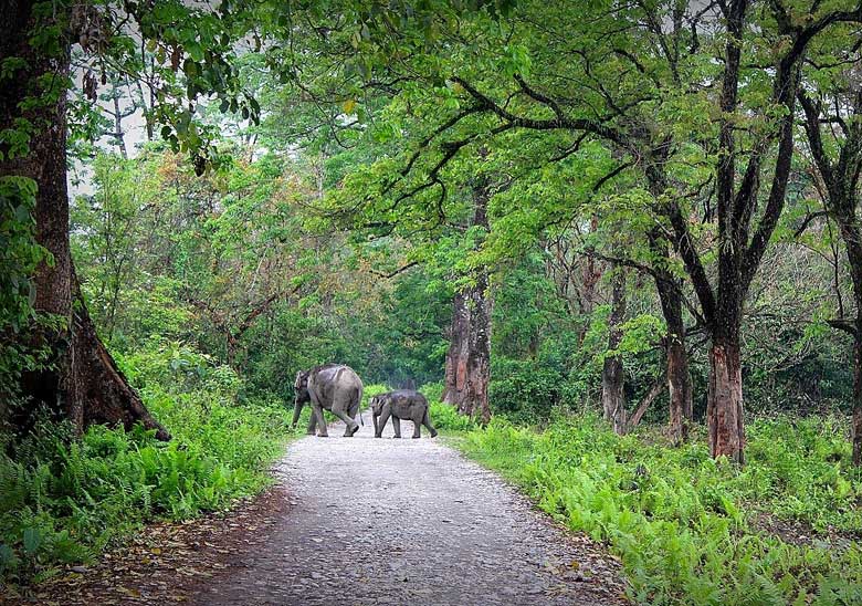 Royal Manas National Park, Bhutan