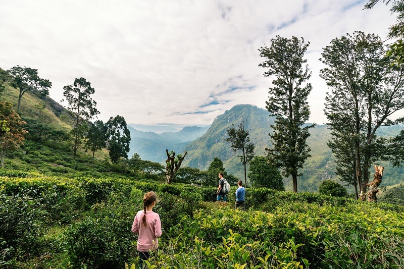 Tea Garden Tour in Sri Lanka