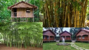 Tripura has become home to the country's first bamboo village!