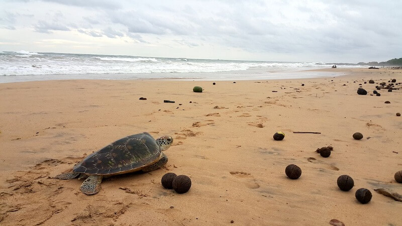 Turtle Hatchery in Sri Lanka