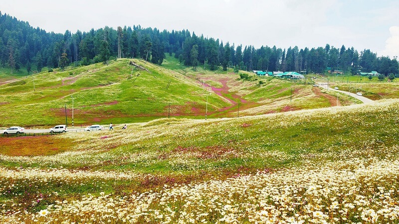 Valley of Strawberry, Gulmarg