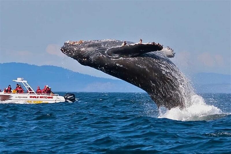 Whale Watching in Sri Lanka