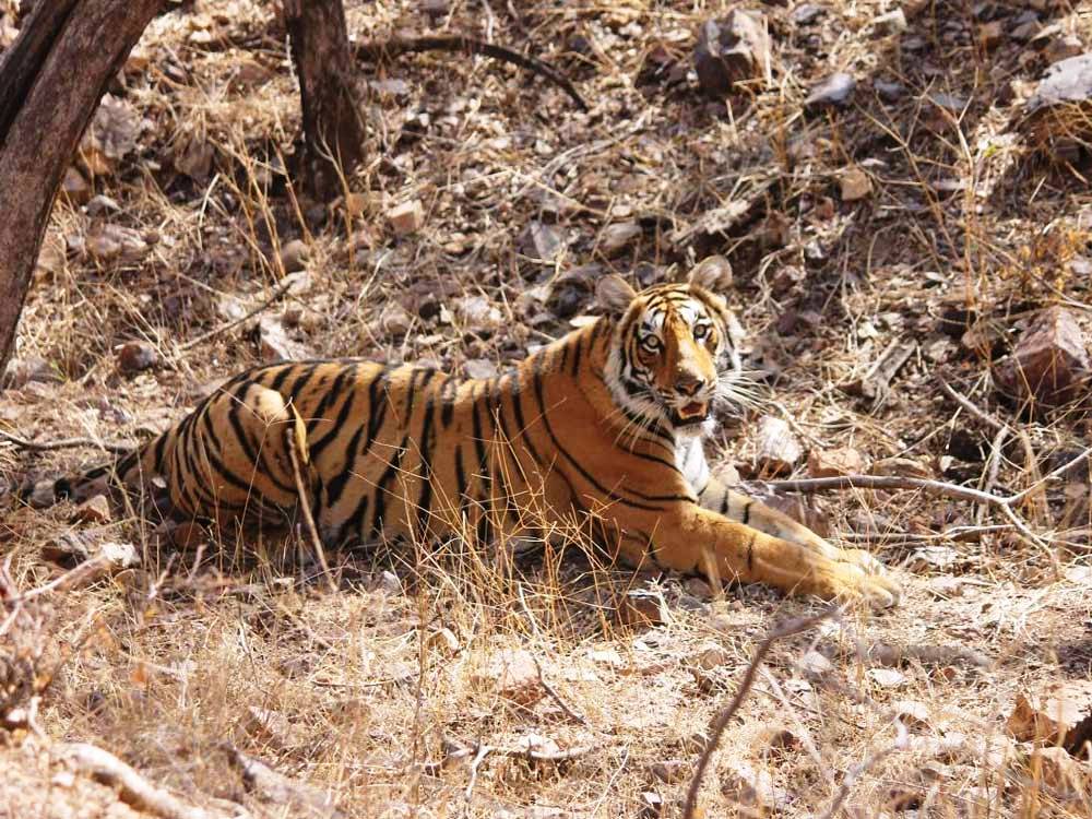ranthambhore tiger