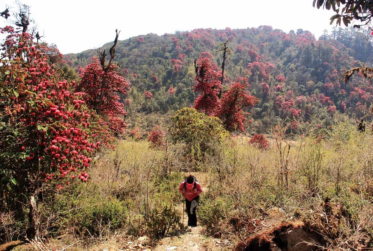Barsey Rhododendron Trek, Sikkim