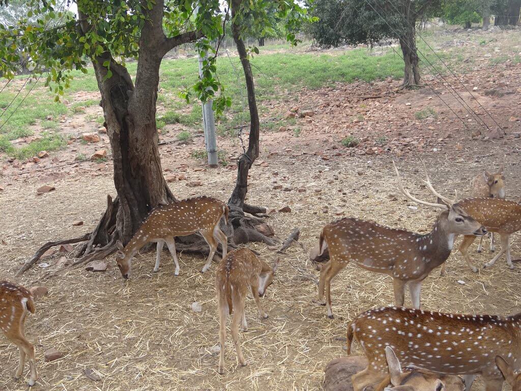 Deer Park Tirupati, Andhra Pradesh