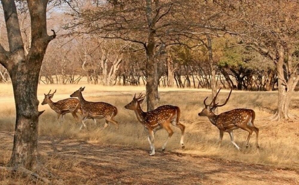 Desert National Park, Jaisalmer, Rajasthan
