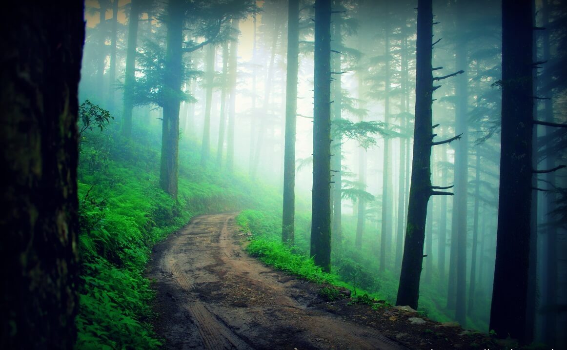 Kodia Jungle, Kanatal, Uttarakhand