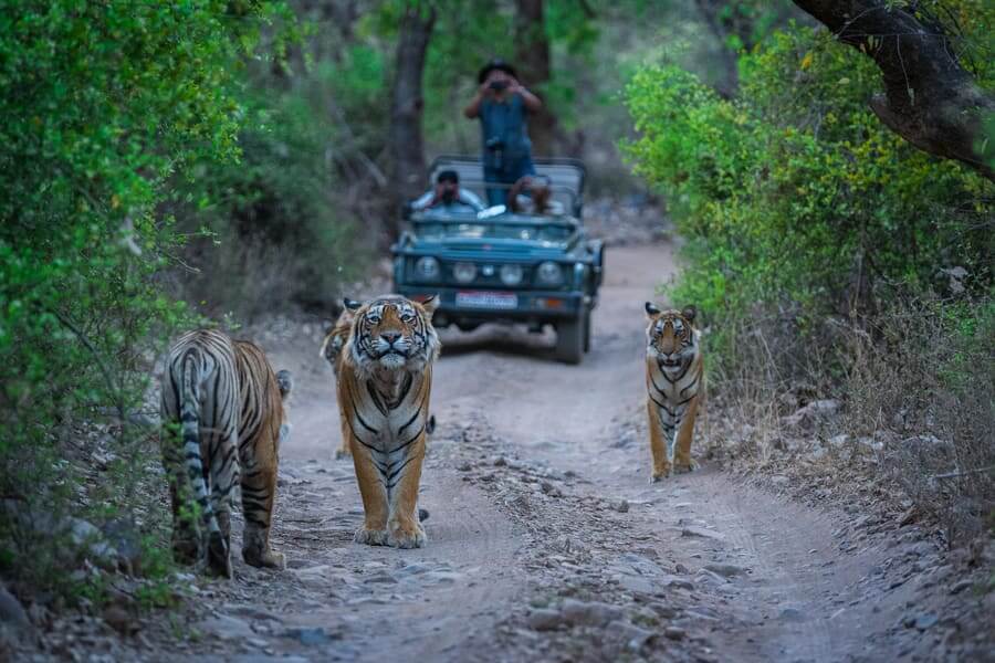 Ranthambore National Park Sawai Madhopur, Rajasthan