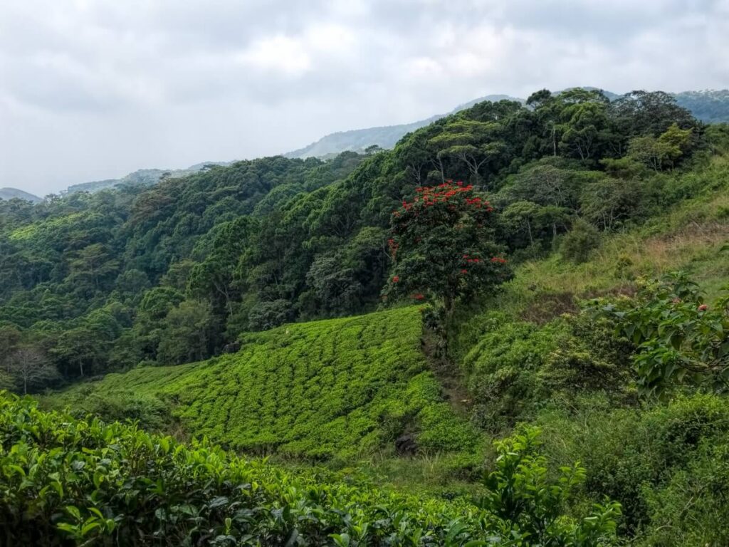 Sinharaja Forest Rreserve, Sri Lanka