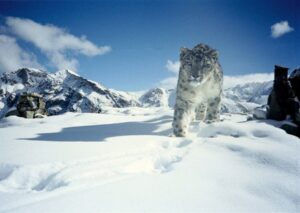 Snow Leopard, Hemis National Park, Ladakh