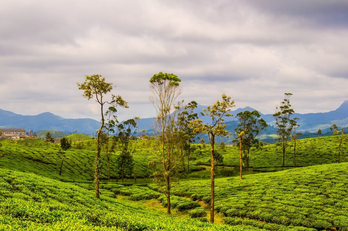 Tea Plantations, Valparai, Tamil Nadu
