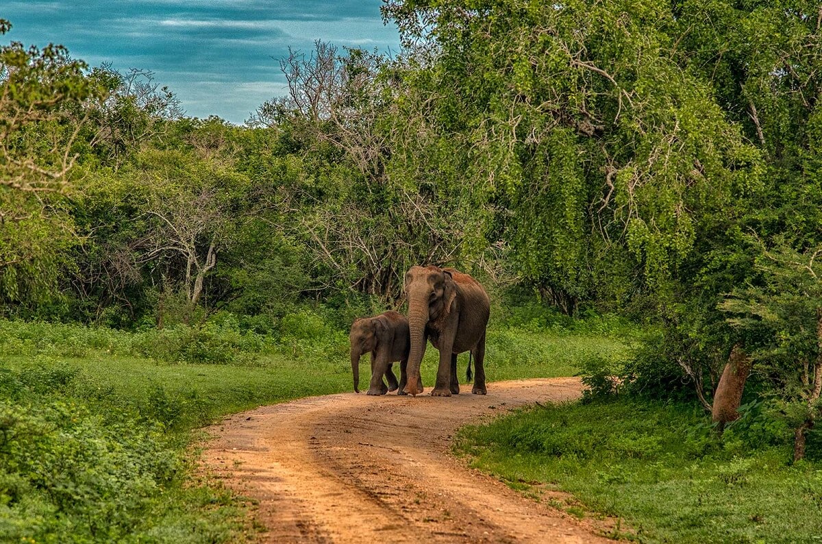 Udawalawe National Park, Sri Lanka