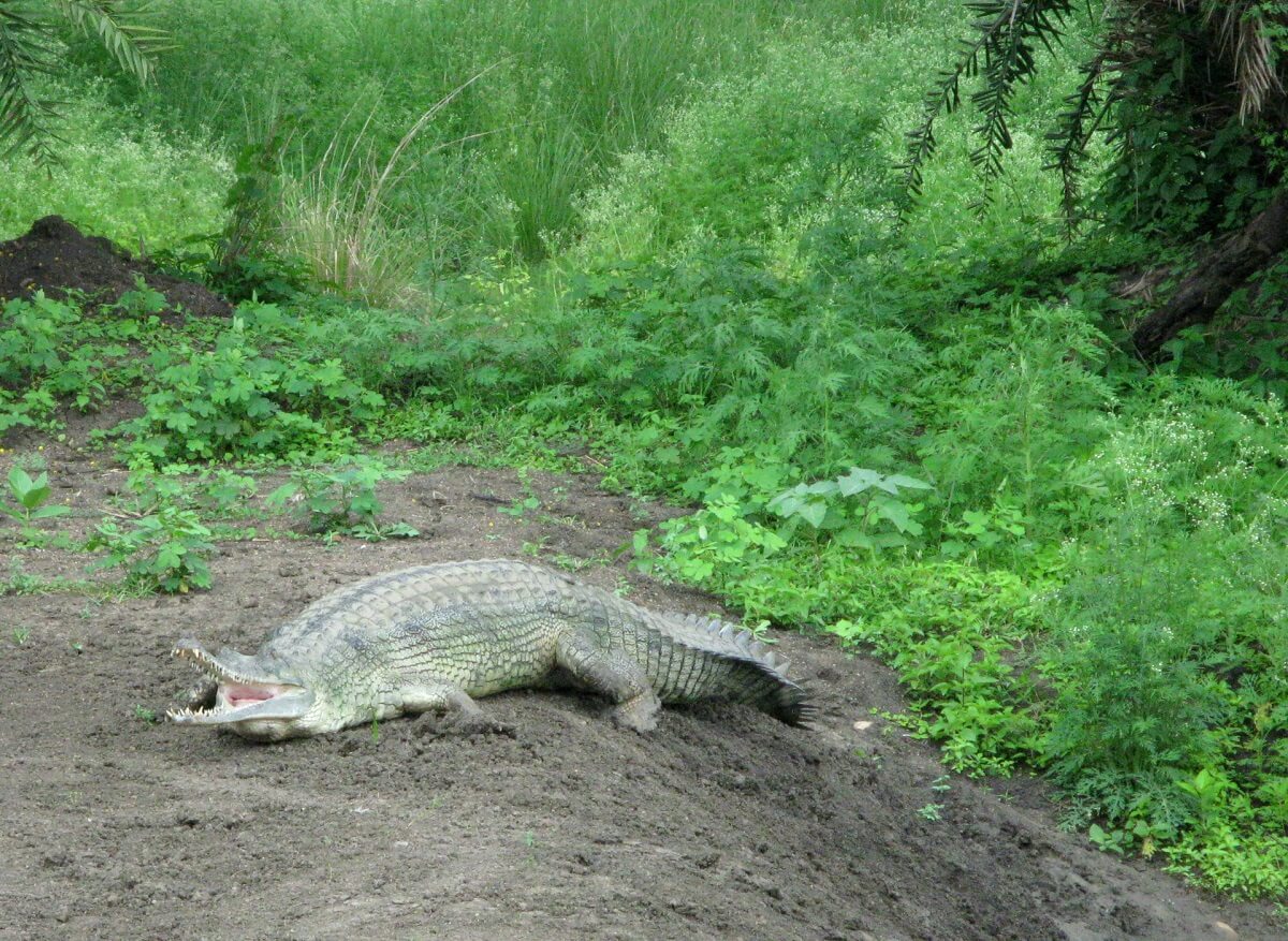 Van Vihar National Park, Bhopal, Madhya Pradesh