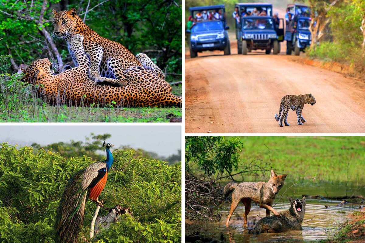 Yala National Park, Sri Lanka