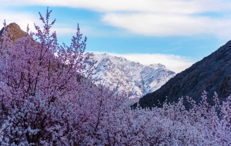 Apricot Blossom Festival Ladakh