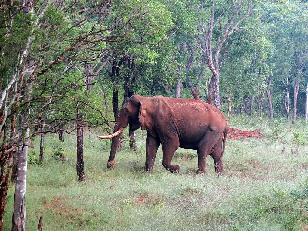 B.R Hills Wildlife Sanctuary, Karnataka