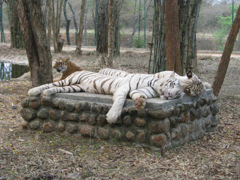 Bannerghatta National Park, Karnataka