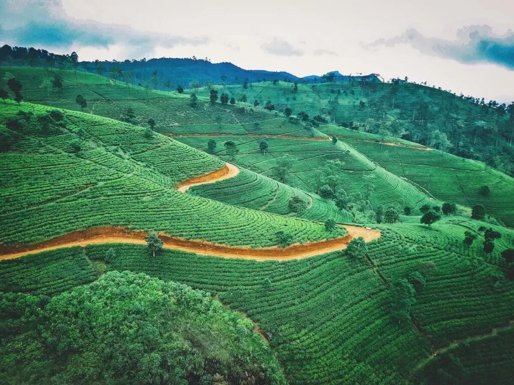 Ceylon's Tea Plantations, Sri Lanka