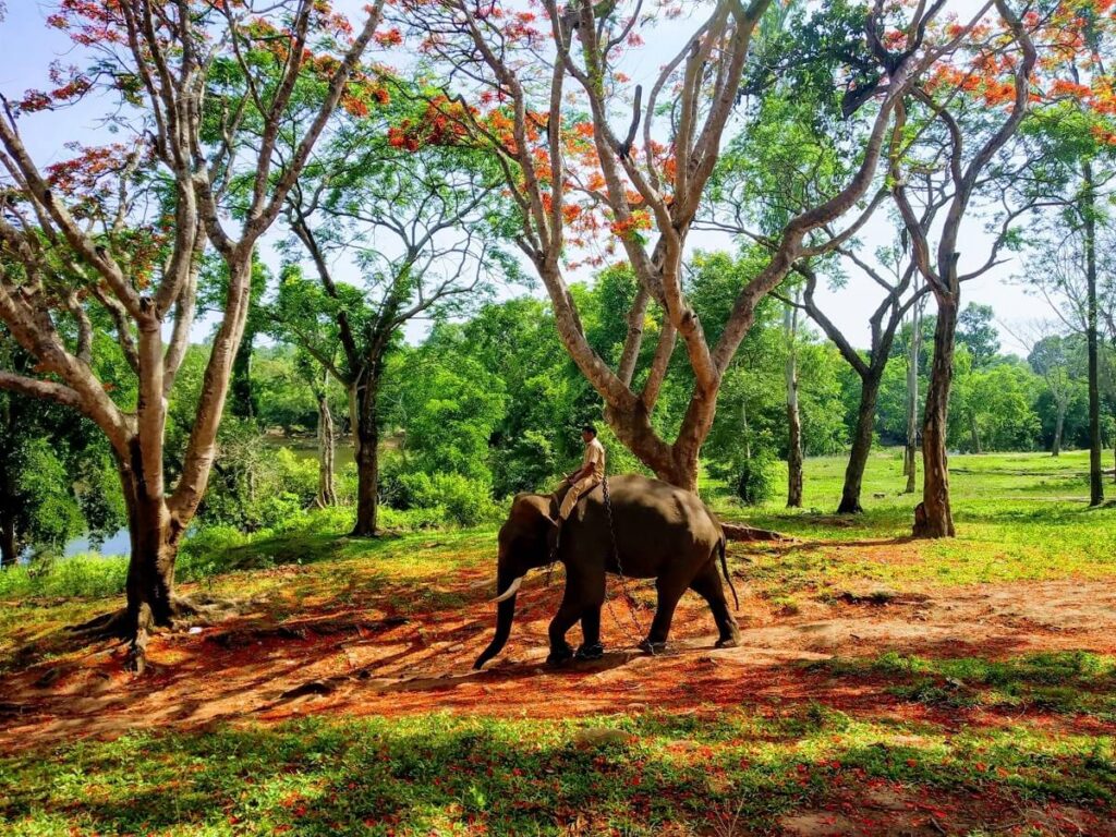 Dubare Elephant Camp, Coorg, Karnataka
