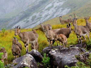 Eravikulam National Park, Kerala