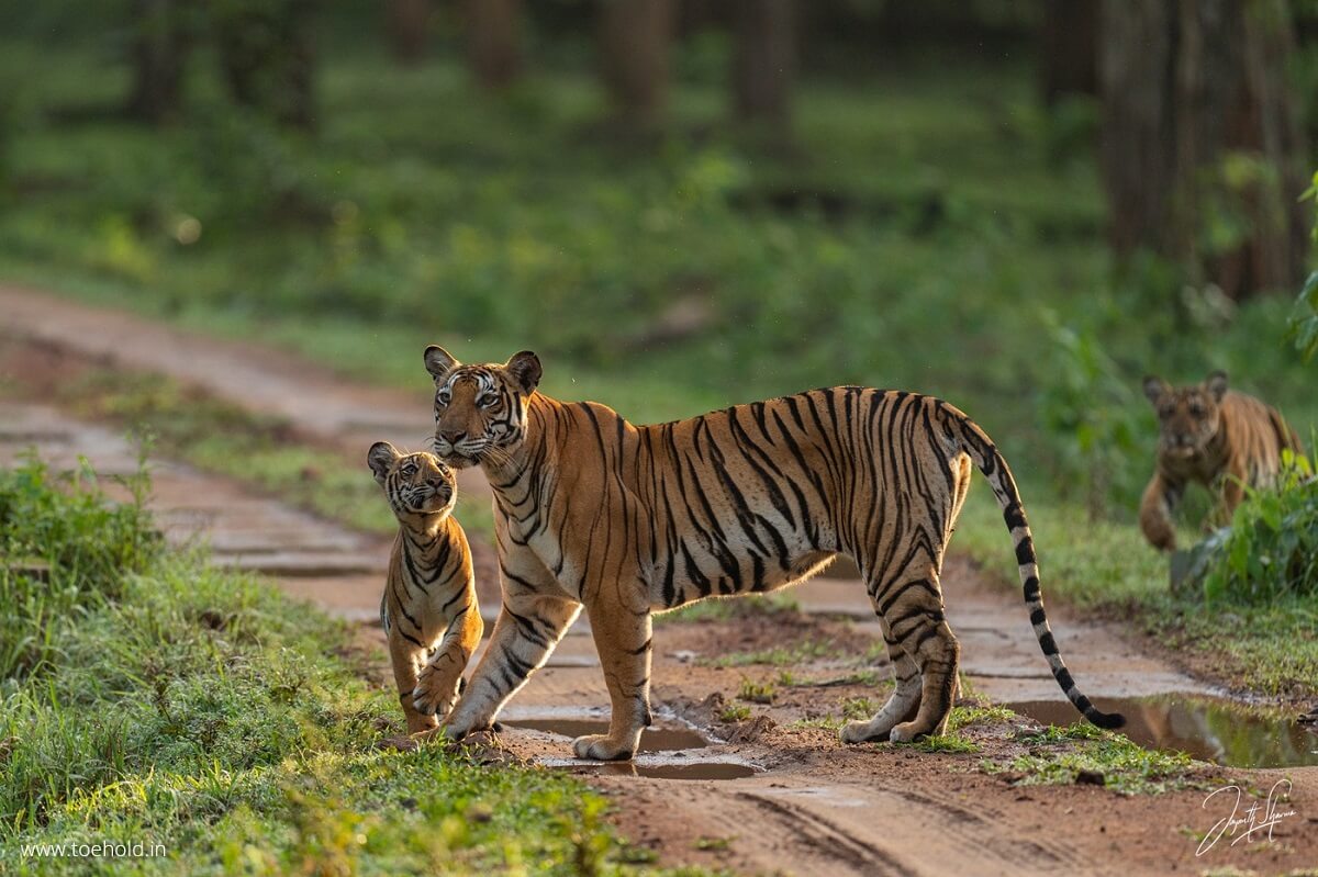 Kabini Wildlife Sanctuary, Karnataka
