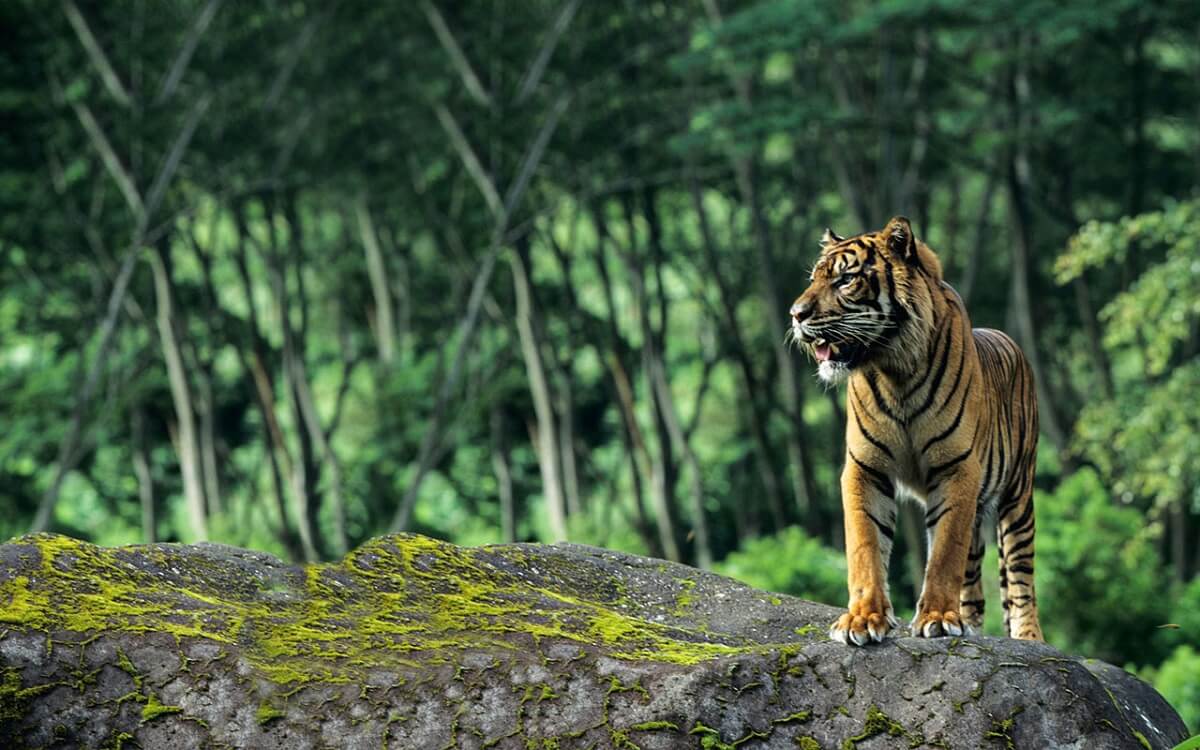 10 Best Wildlife Sanctuaries and National Parks in South India - Tusk  Travel Blog