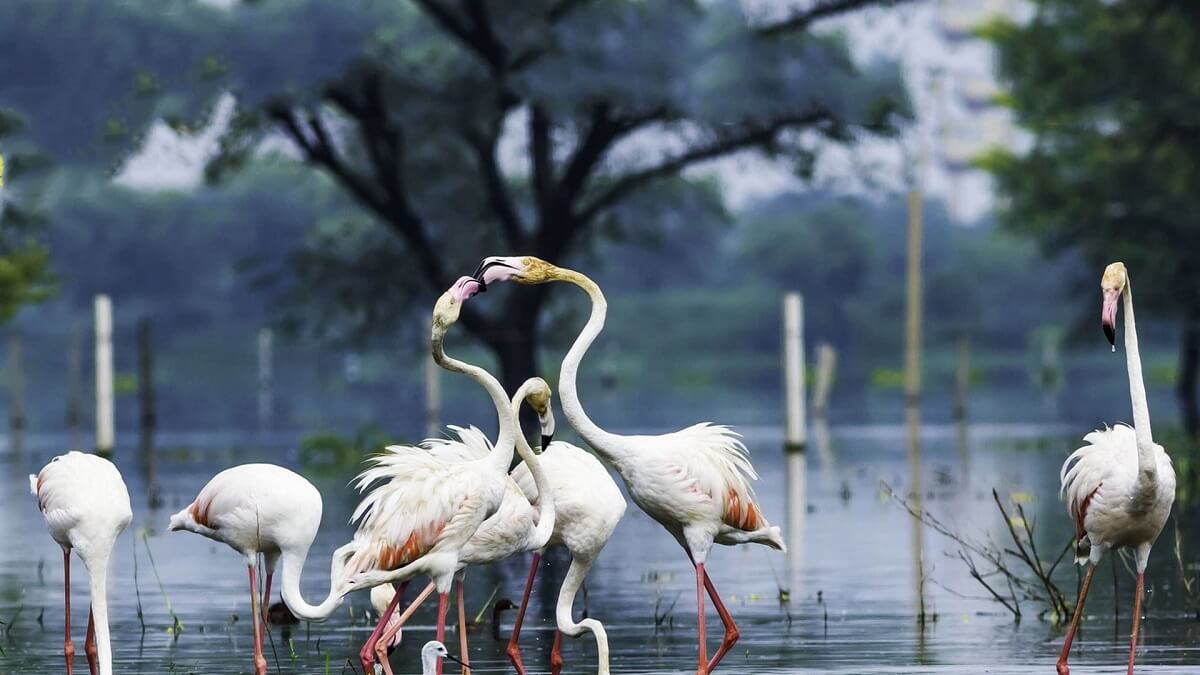 Keoladeo National Park, Bharatpur, Rajasthan