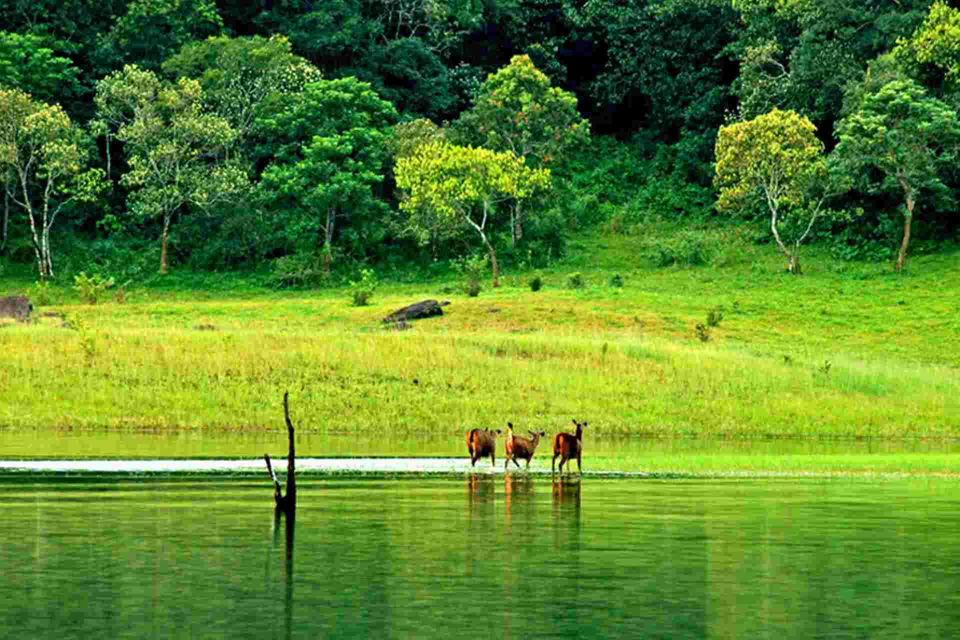 Kerala Thekkady